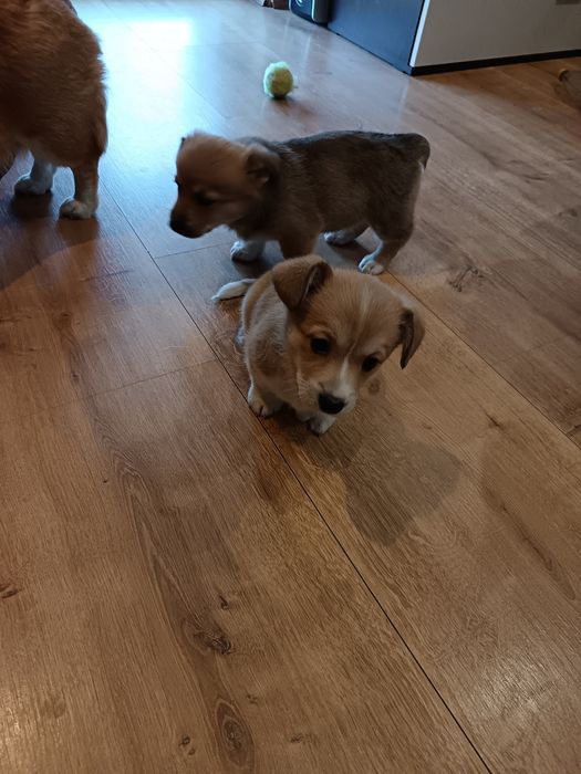 Корги Пембург бебета