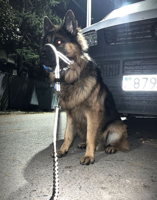 Вязка немецкая овчарка