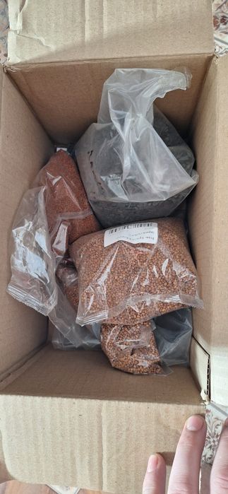 Бизнес микрозелени