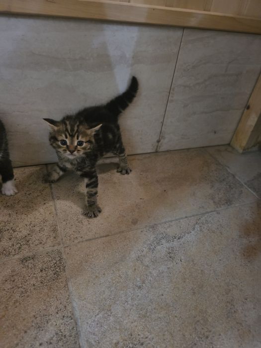 ребенок от шатландиский кошки