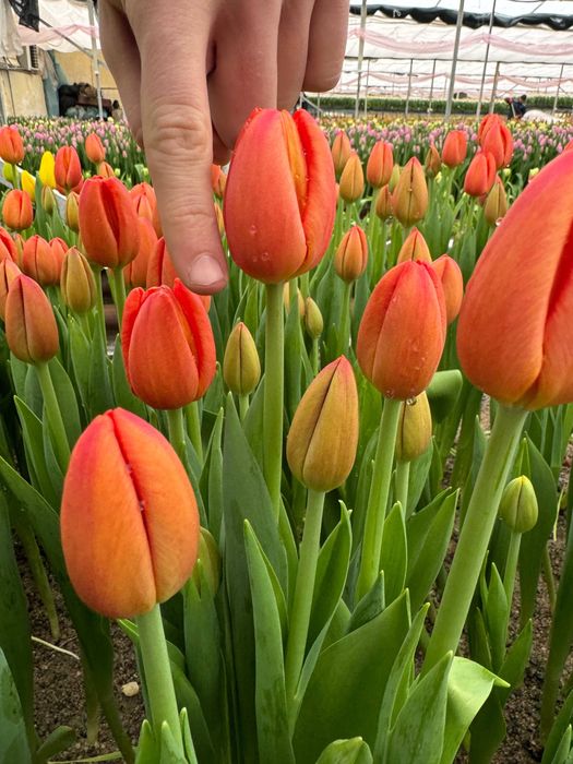 Красивые тюльпаны