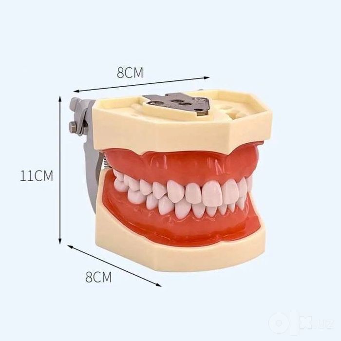 Муляж Model Mulyaj Макет Анатомические Муляжи Maket Скелет Макеты