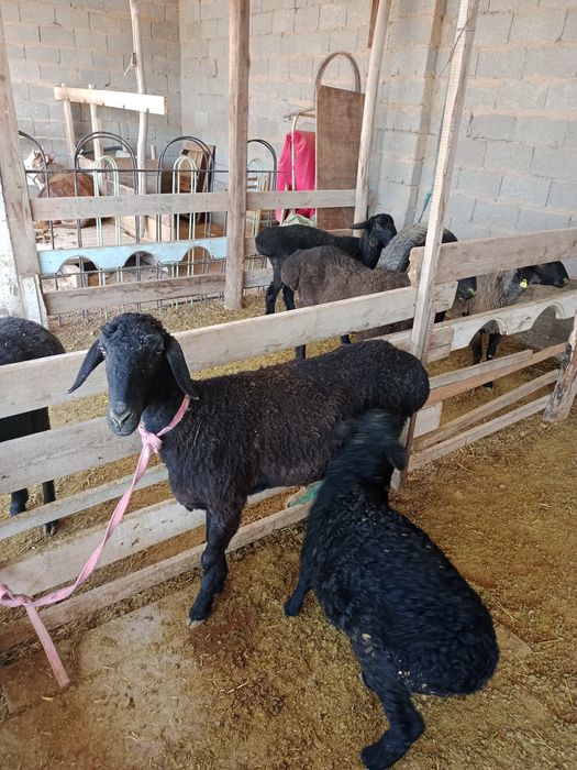 Козылы кой сатылады срочно