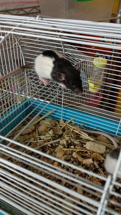 Крыски Дамбо ручные