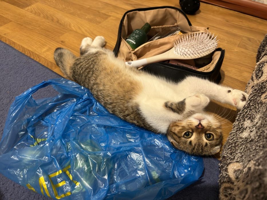 Продается кошка вислоухая