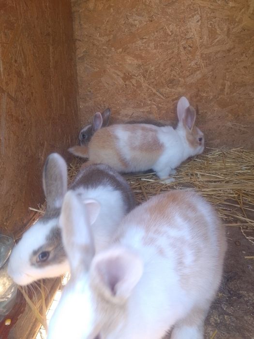 Iepuri hycole francez femelă și puii