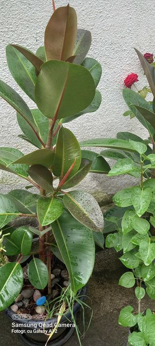 Ficus elastica 100 cm