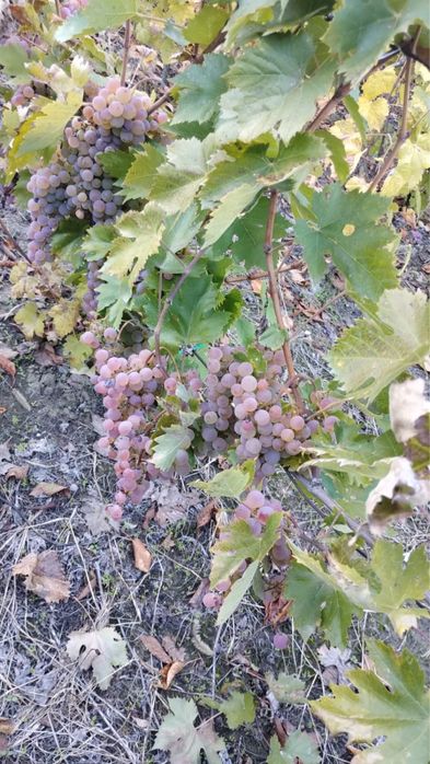 Vand struguri pentru vin