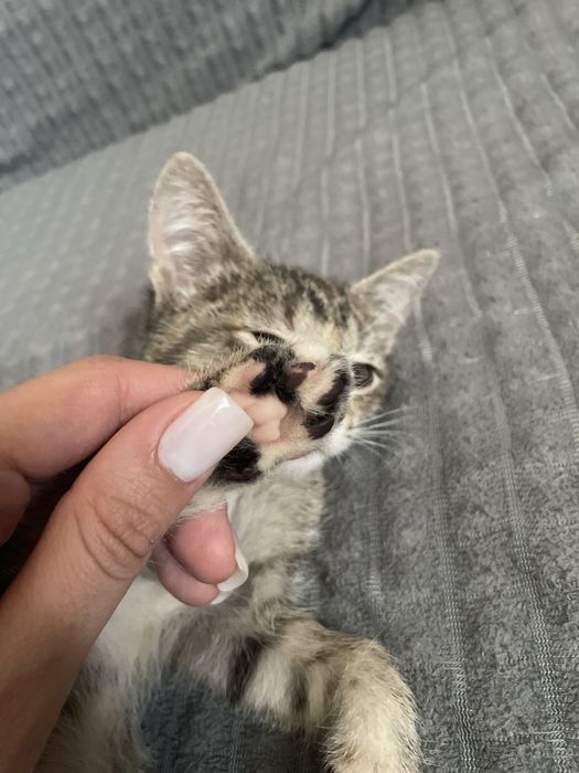 Котенок ищет семью