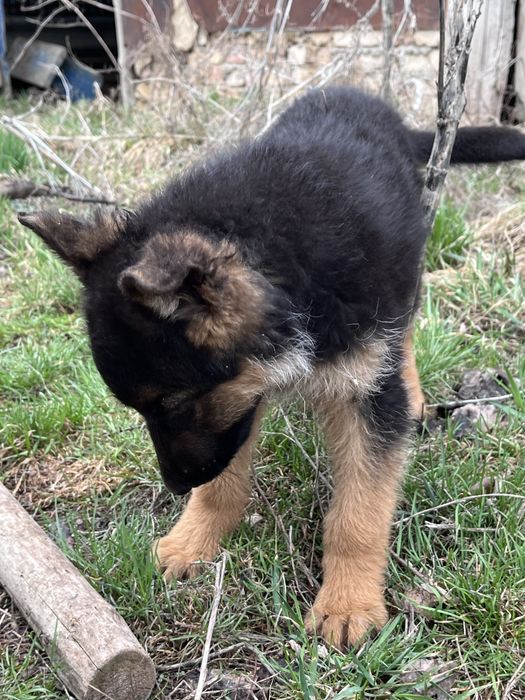 Немецски овчарка щенок