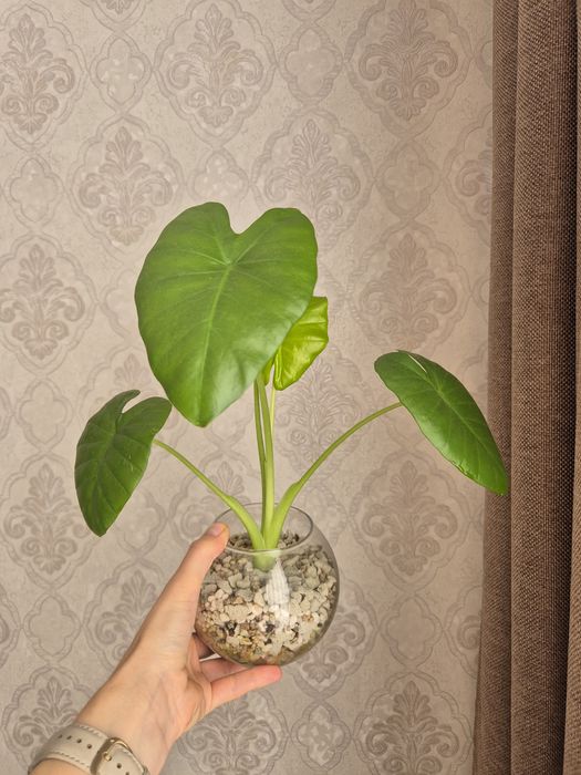 Алоказия лечебная (Арма)