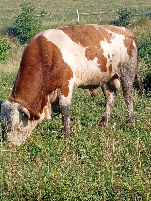 Vînd taur balțat