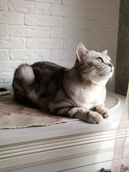 Вязка Scottish straight   _Mr.Ronnie Cray_