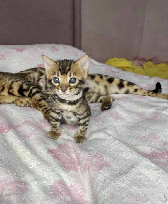 Бенгальские котята