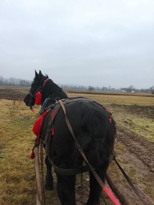 Vand iapă bună de ham