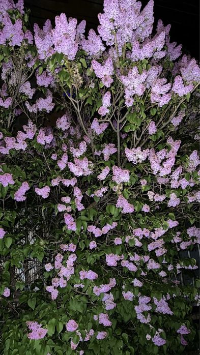 Сирень Букет алматы