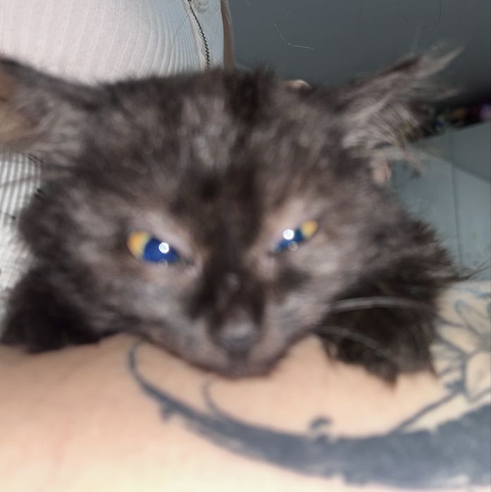 отдаем кошечку тучка