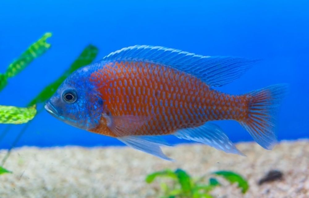 Рыбки для акварюма