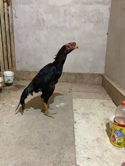 Дакан   кораздар    бар