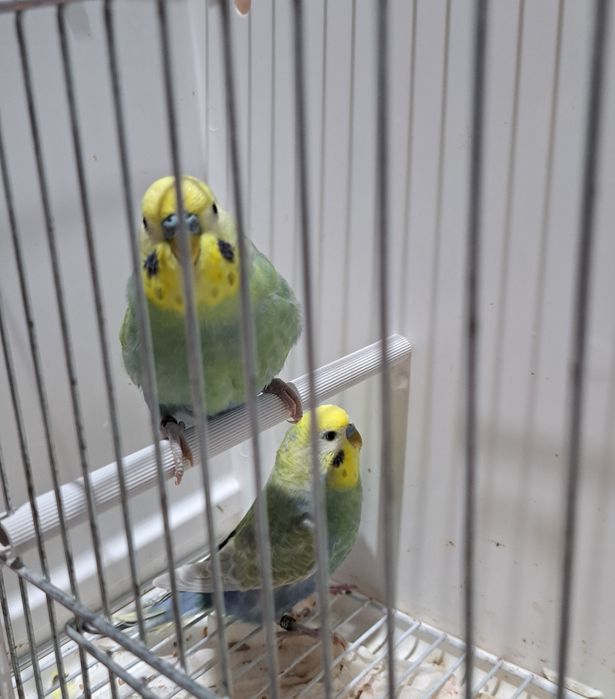 Peruși Rainbow Rainbow