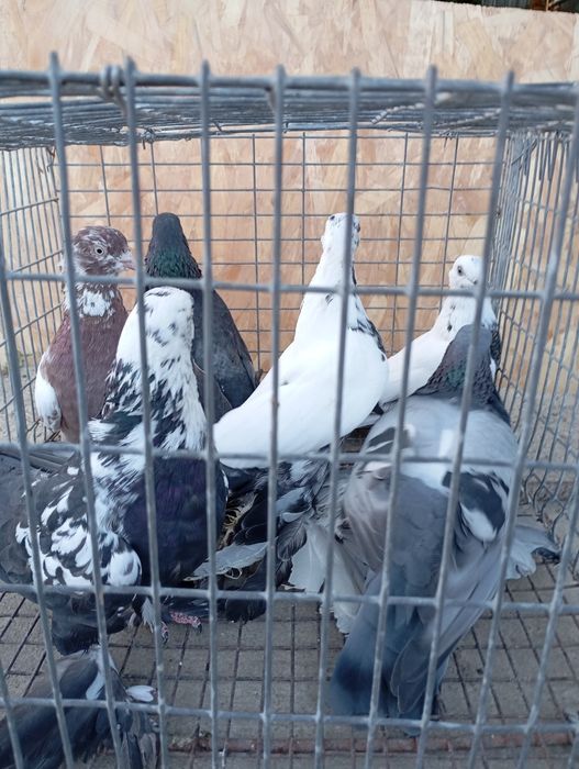 Продаю голубей лётных