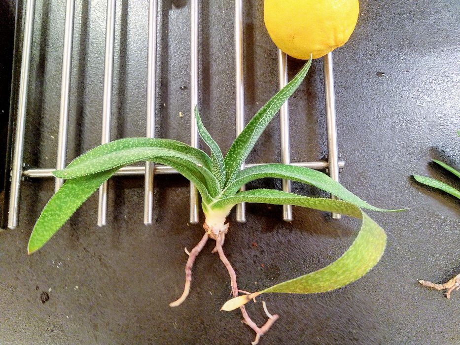 Gasteria carinata var. verrucosa - вкоренени издънки