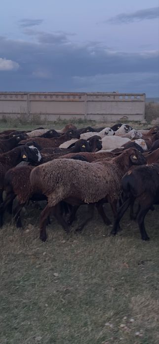 Продам баранов ярки упитанные