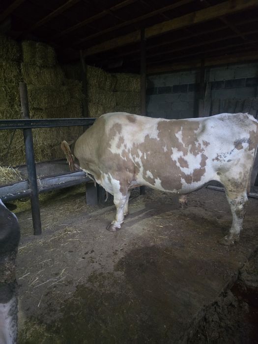 Бұқа            .