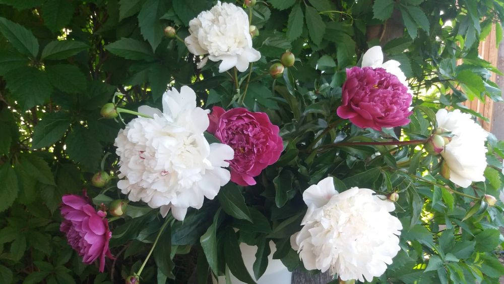 Продам дачу в с/о Борки