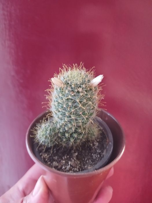 Продам цветущий кактус