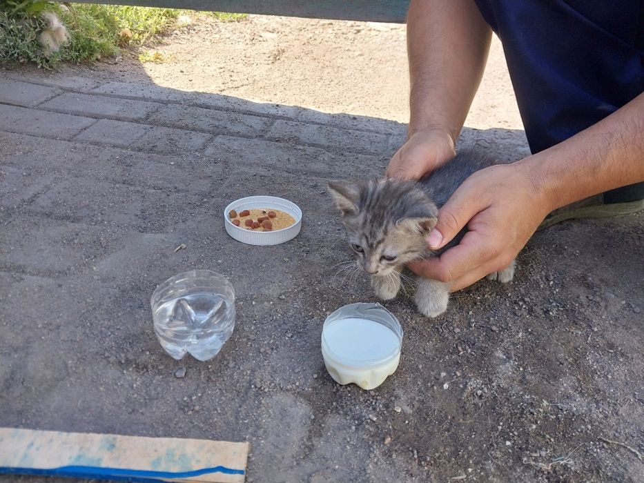 Котёнок в хорошие руки