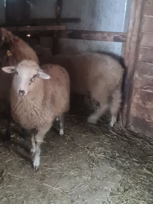Vând 20 de miei pentru crescut sau sacrificat
