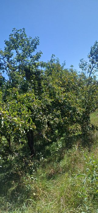 PRUNE de vanzare