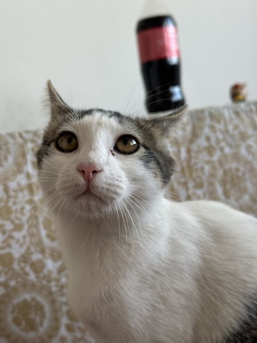 Котенок, мальчик