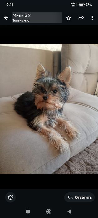 Йоркширский терьер