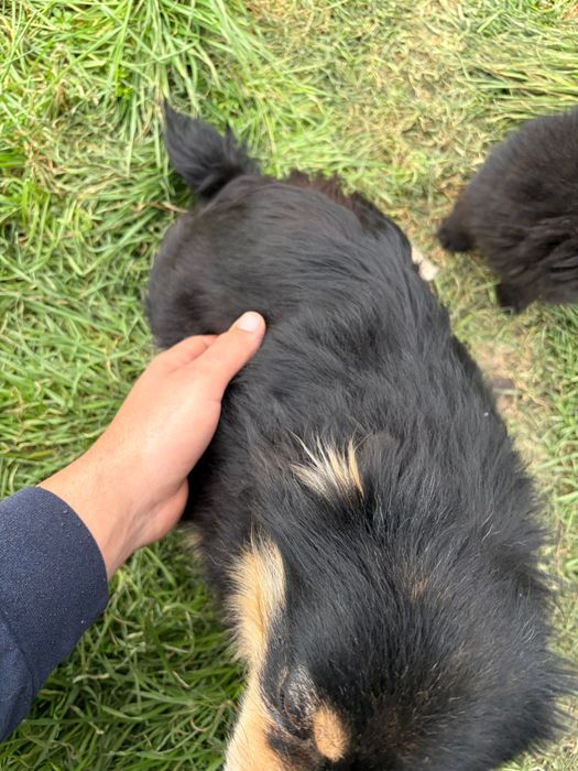 Шпиц-померан Черни