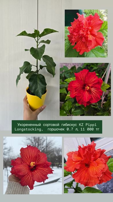 Сортовой гибискус,  китайская роза