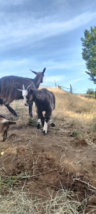 Am de vânzare un țap