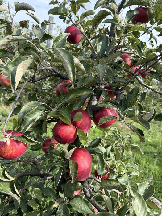 Vand mere româneşti de consum