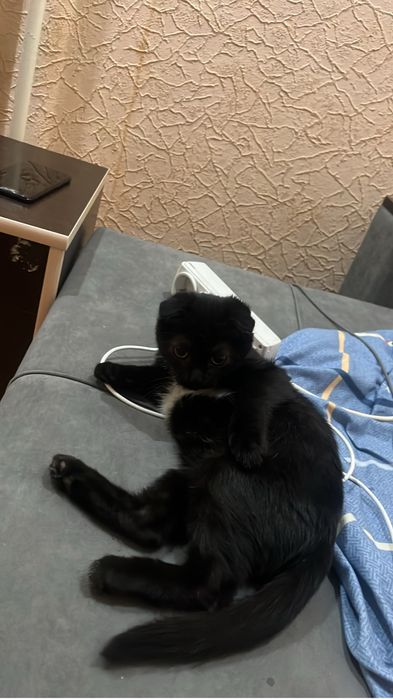 Нужна кошечка на вязку котик 8 месяцев