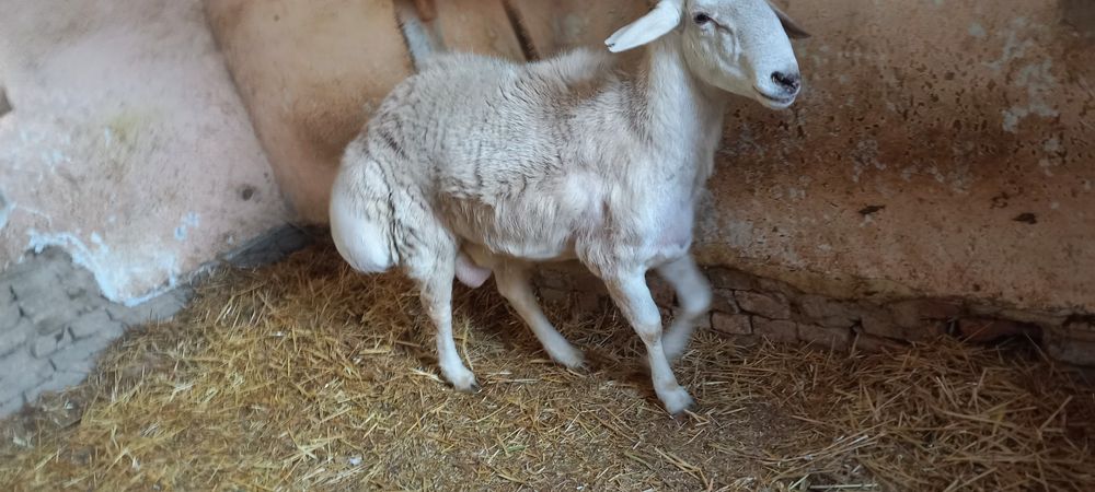 Авгон кучкори ок