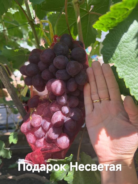 Продам саженцы винограда