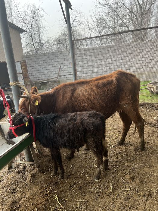 Ona bola bolasi erkak