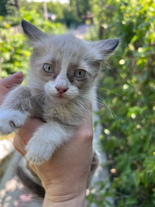 Котята бесплатно