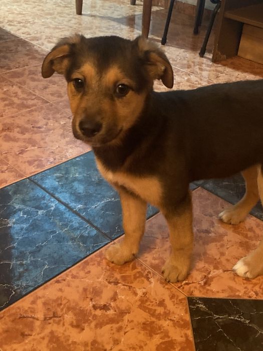 ПОДАРЯВАМ!!две женски кученца