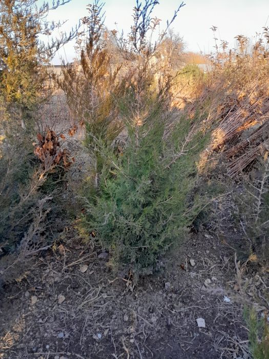 Продам маживельники