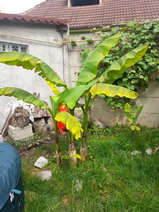 Vând pui de bananieri