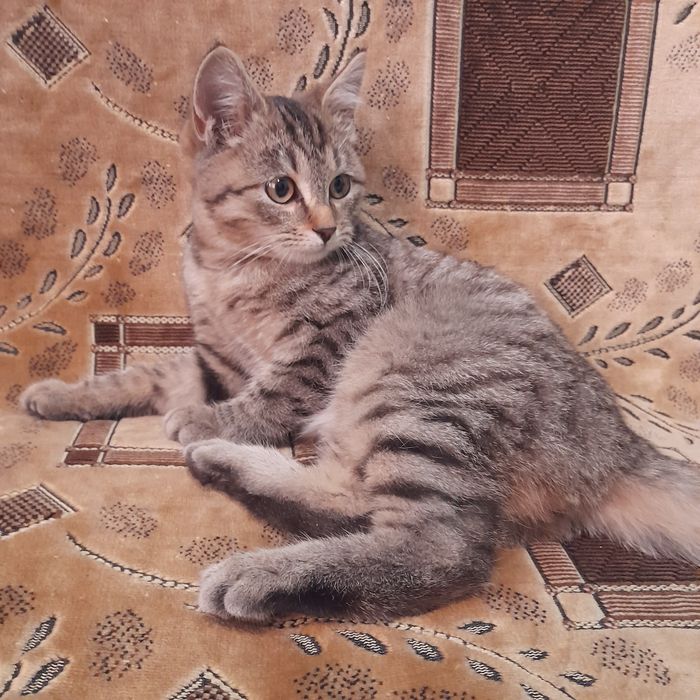 Отдам в добрые руки котят мальчика и девочку
