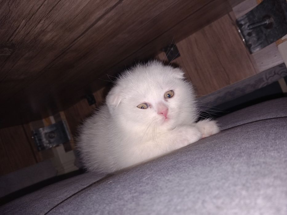 Котёнок, шотландская веслоухая