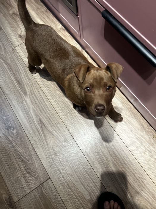 Продам щенка породы Американский питбультерьер